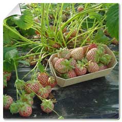 Morangueiro 'Marablanca'